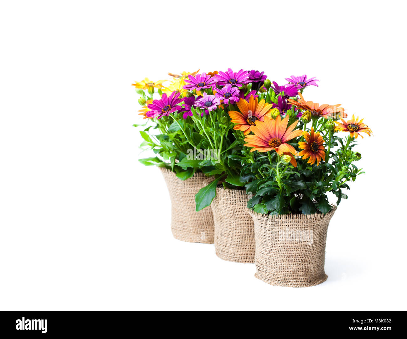 beautiful  colorful daisy flowers in small pots decorated with sackcloth isolated on white Stock Photo