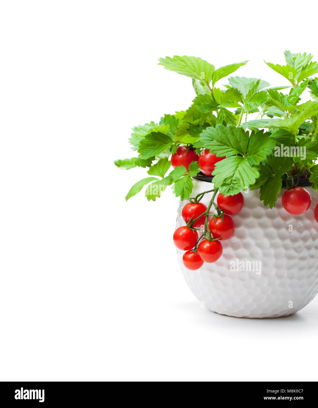 Strawberry plant with cherry tomatoes in small pot isolated on white