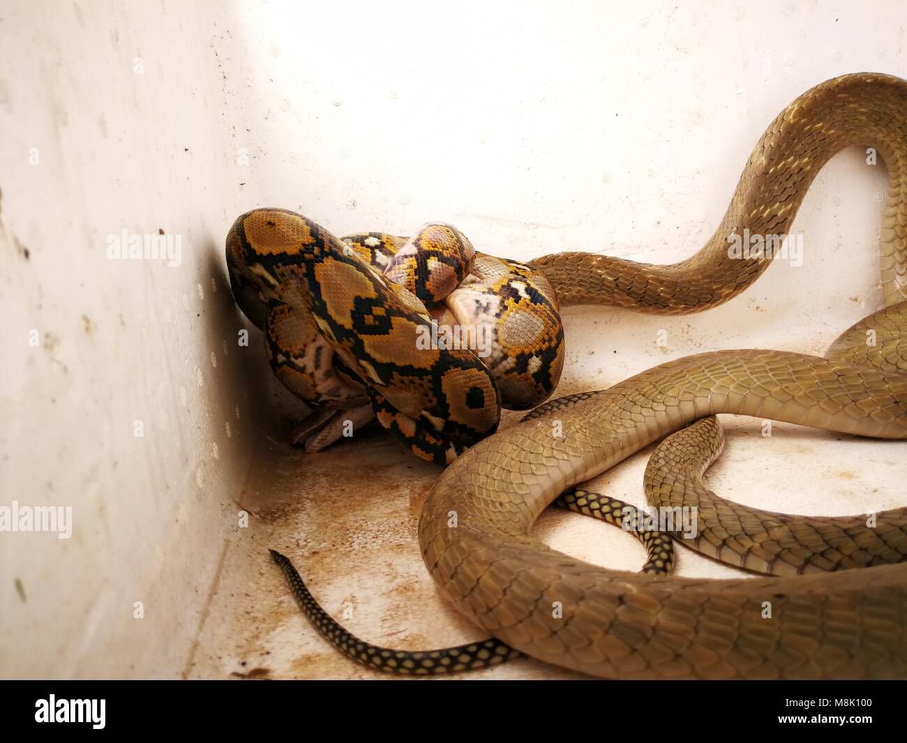 Philippines. 18th Mar 2018. A phyton defeated a Philippines cobra. The three feet long phyton exerting heavy force squeezing and curling the head of the almost five feet long venomous cobra. Credit
