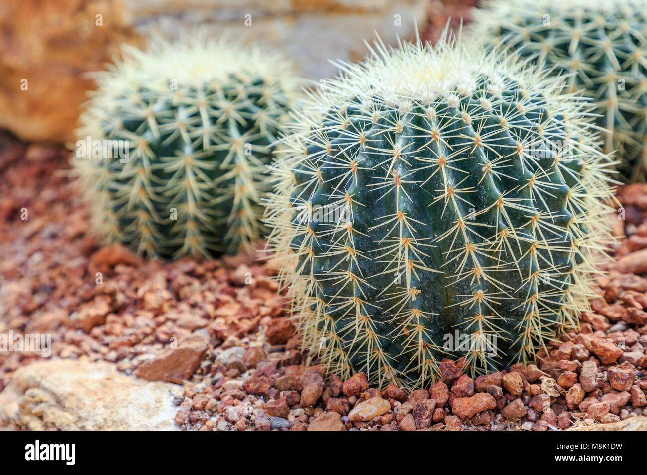 Succulents or cactus in desert botanical garden with sand stone pebbles  background. succulents or cactus for decoration agriculture concept design  Stock Photo - Alamy