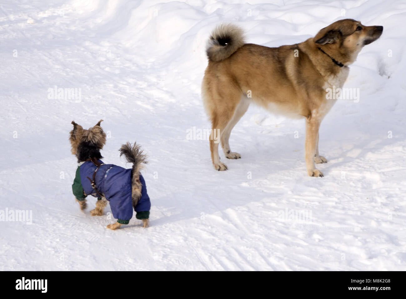 Two dogs golden retriever and yorkshire terrier met on walk and have
