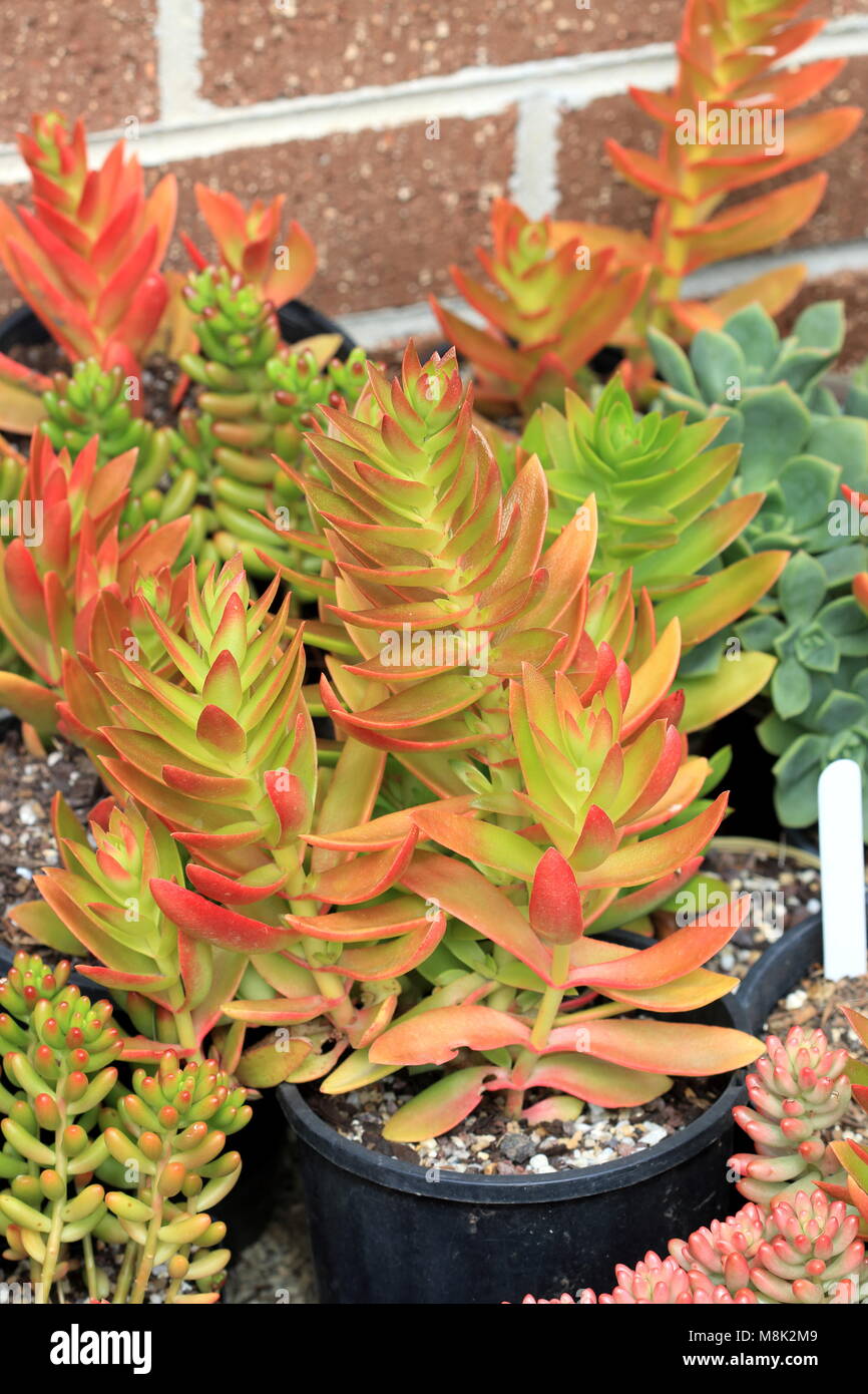 Crassula Capitella Campfire Succulents Stock Photo