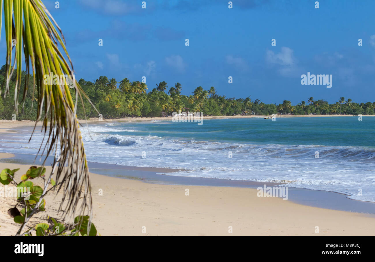 The Caribbean beach , Martinique island Stock Photo Alamy