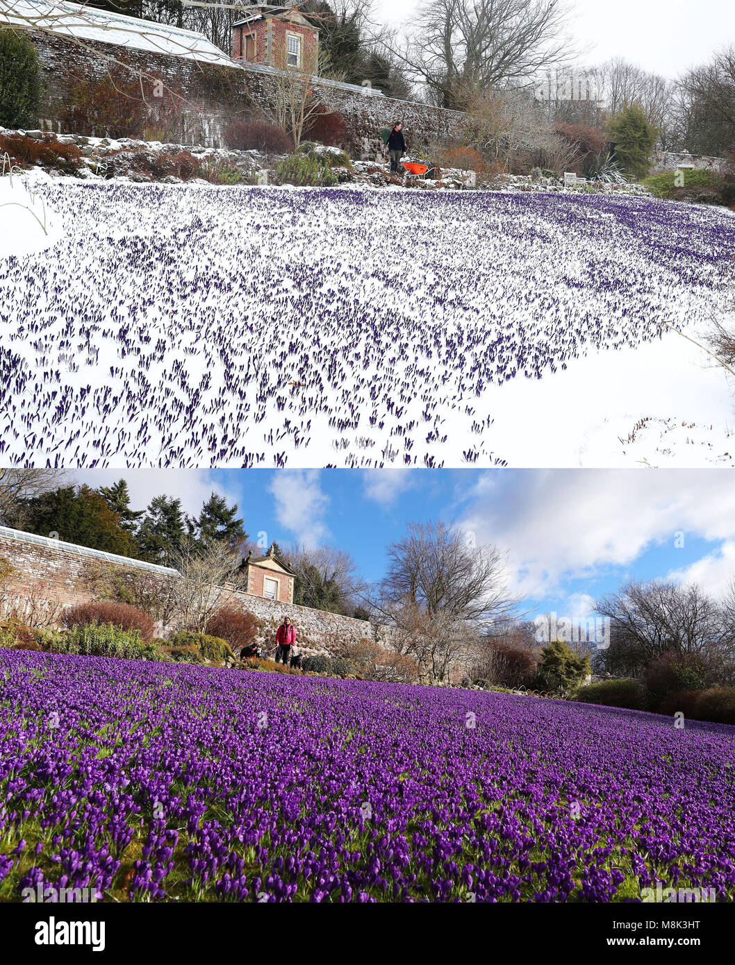 A comp of photos of the Crocus garden at Wallington Hall in Northumberland today (top) and one year ago (below) as the wintry snap dubbed the 'mini beast from the east' keeps its grip on the UK. Stock Photo