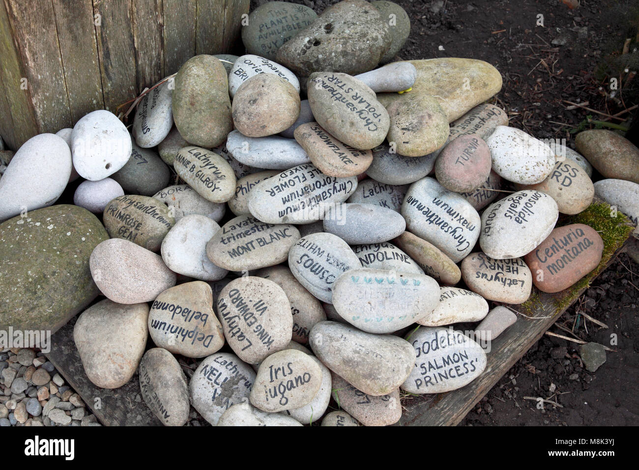 Plant labels on stones in the walled garden designed by Gertrude Jekyll on Lindisfarne, Holy Island Stock Photo