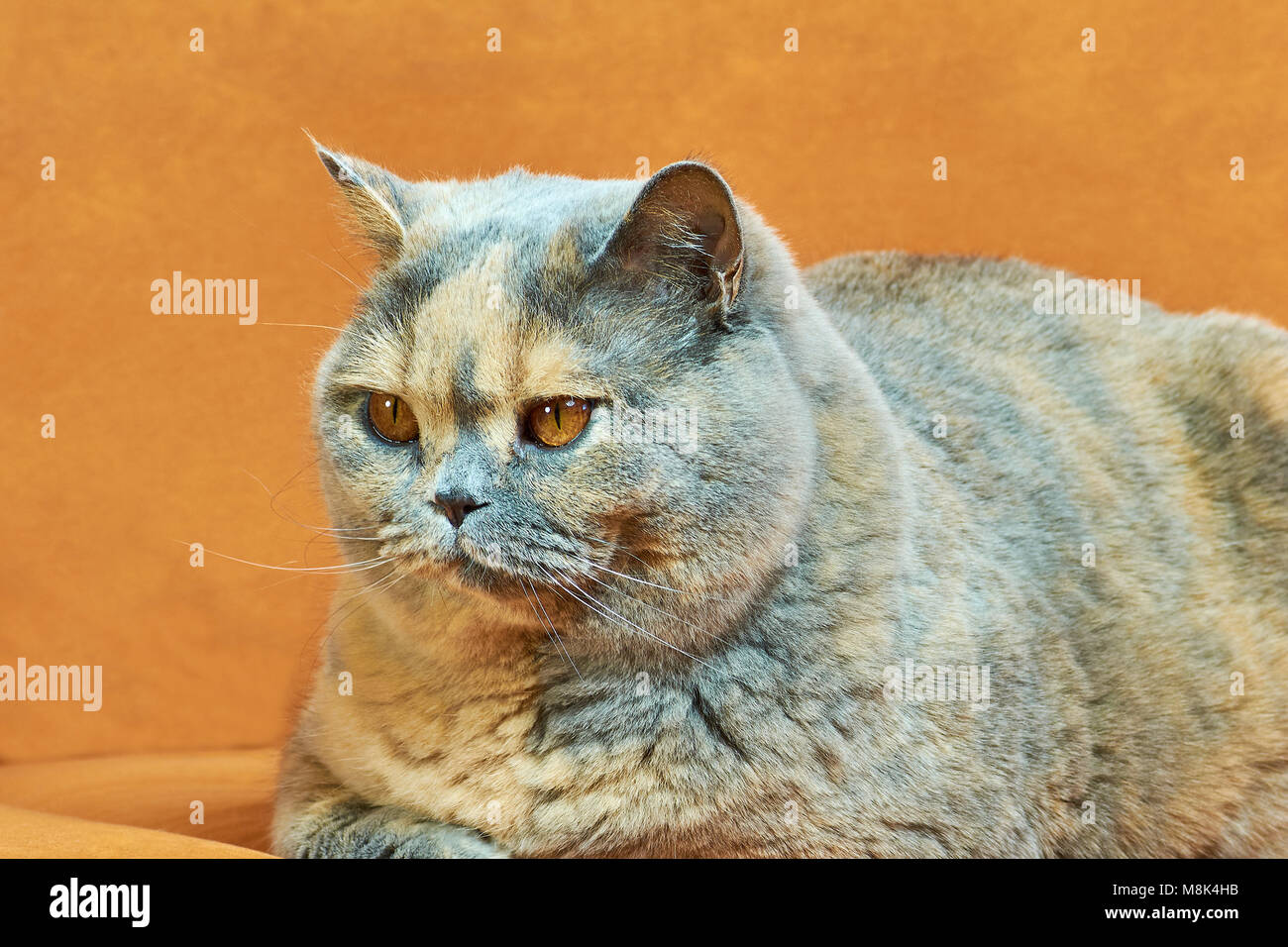 Cat copper eyes hires stock photography and images Alamy
