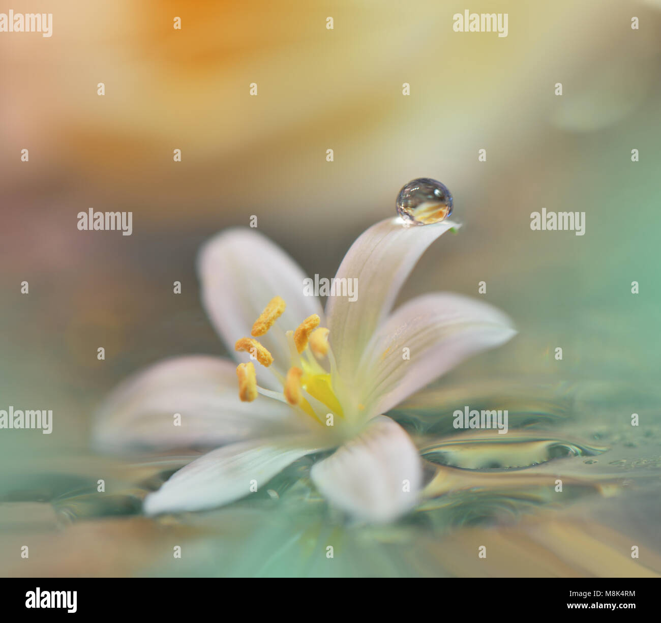 Abstract macro photo with water drops.Artistic Floral fantasy design.  Flowers made with pastel tones.Tranquil abstract closeup art photography.Print . Stock Photo