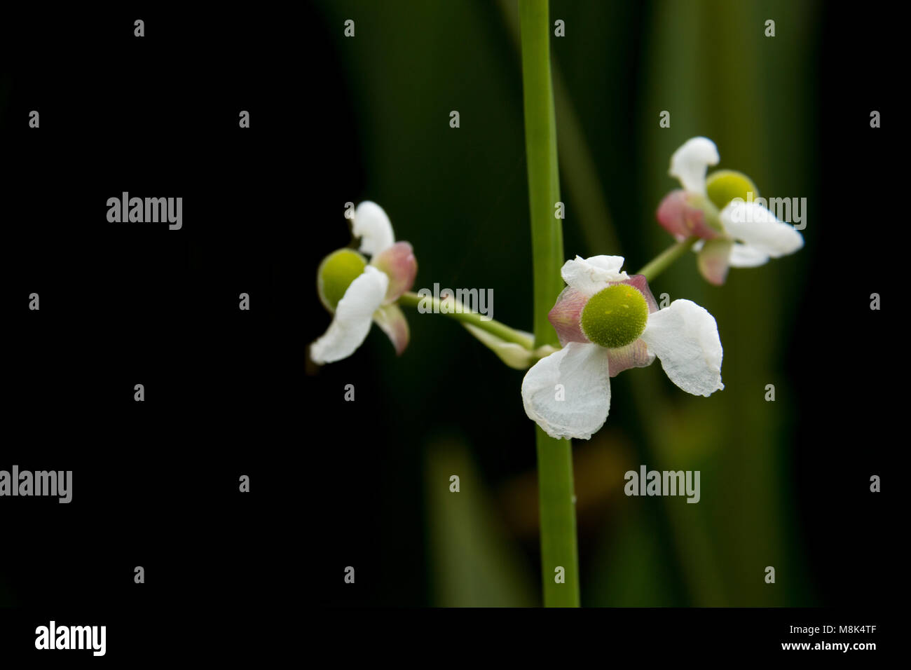 White petals beautiful hi-res stock photography and images - Alamy