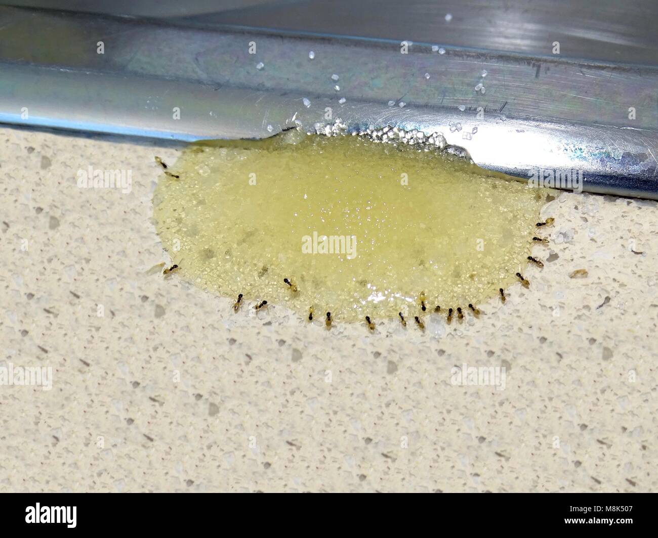 A group of ants feeding off a mixture of sugar and poisoning Stock Photo