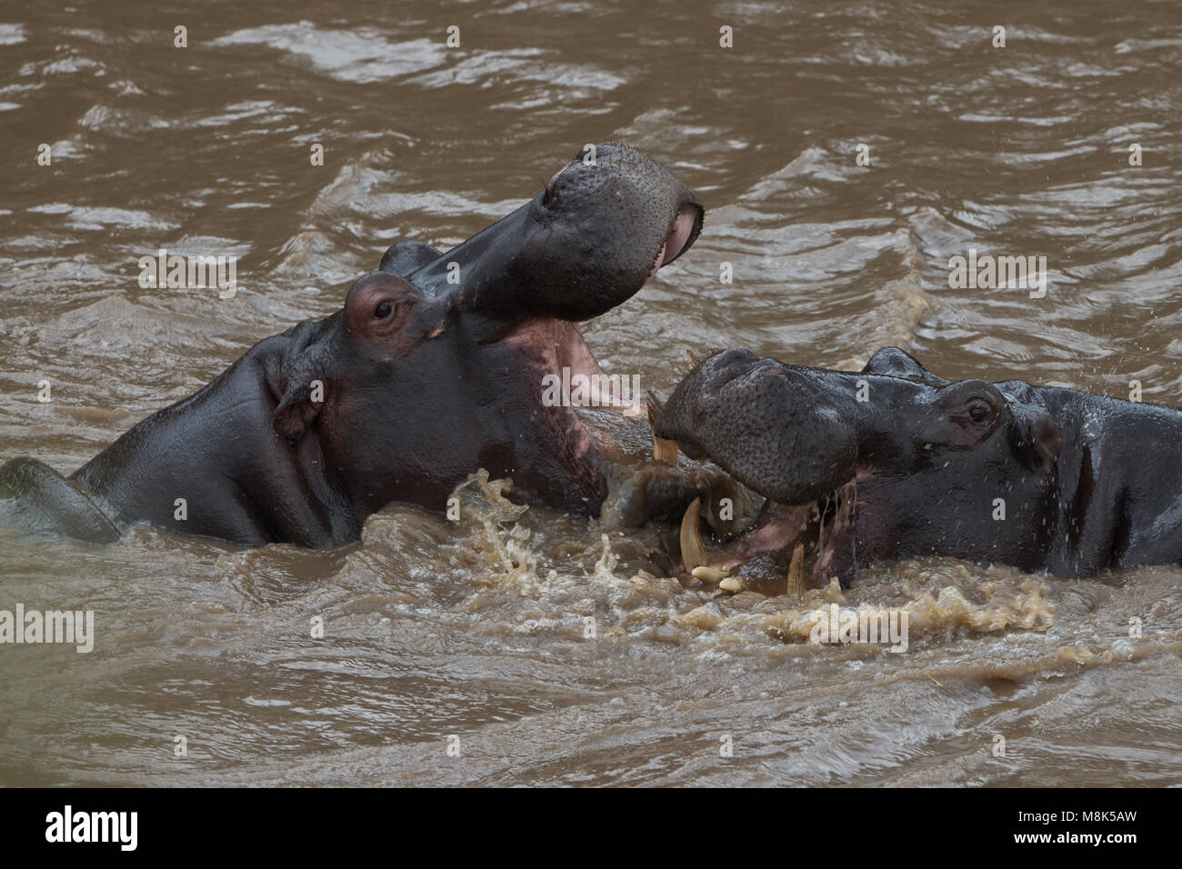 hippo Stock Photo - Alamy