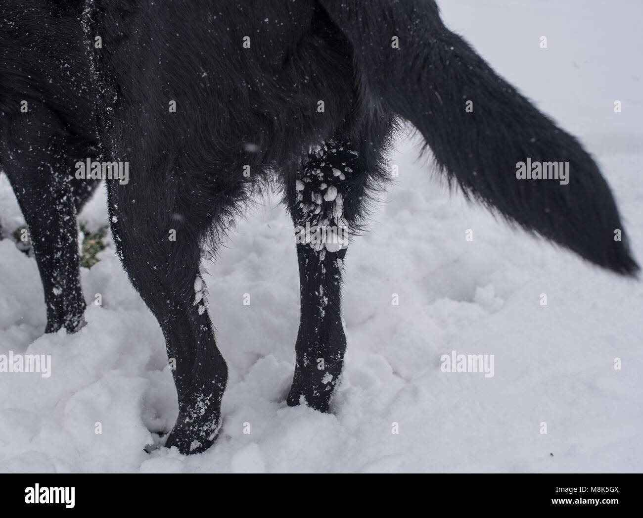 Snow stuck to fur hires stock photography and images Alamy