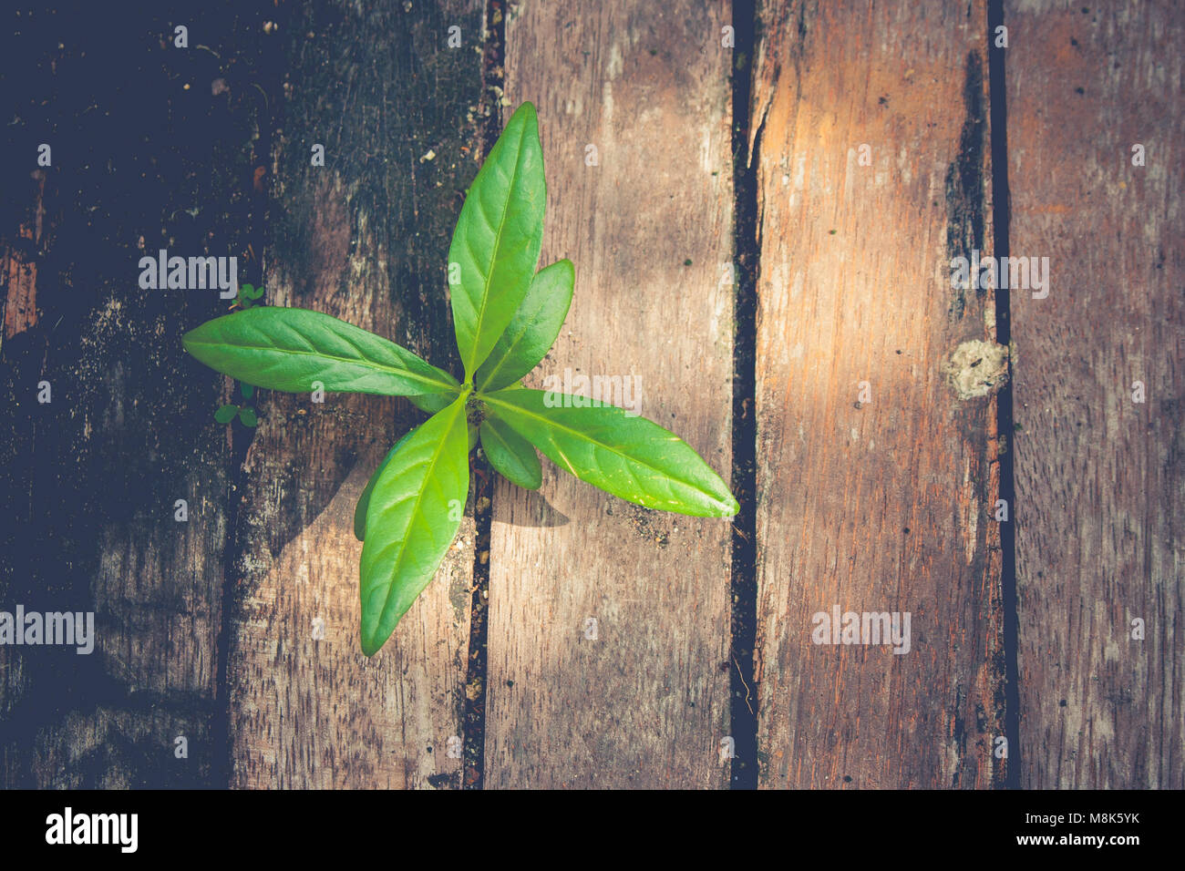 New life and idea concept : Green sprout tree growing through from old timber in vintage style. Stock Photo