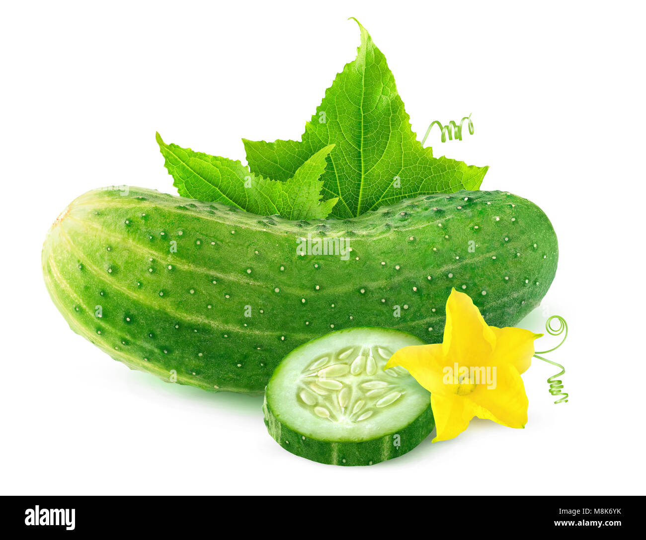 Isolated cucumber. One whole cucumber and a slice with flower and leaves isolated on white background with clipping path Stock Photo