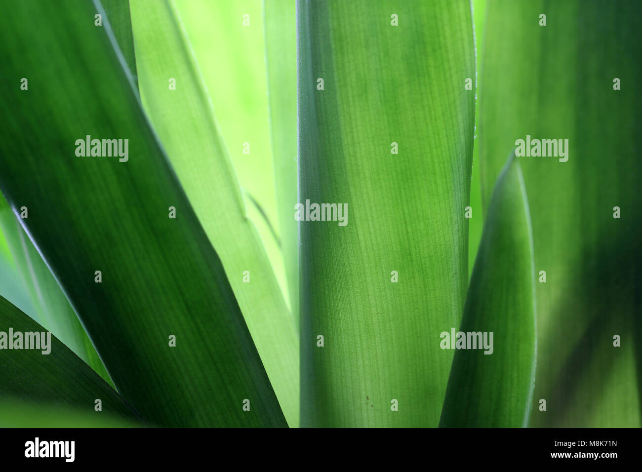 green houseplant leaves Stock Photo Alamy