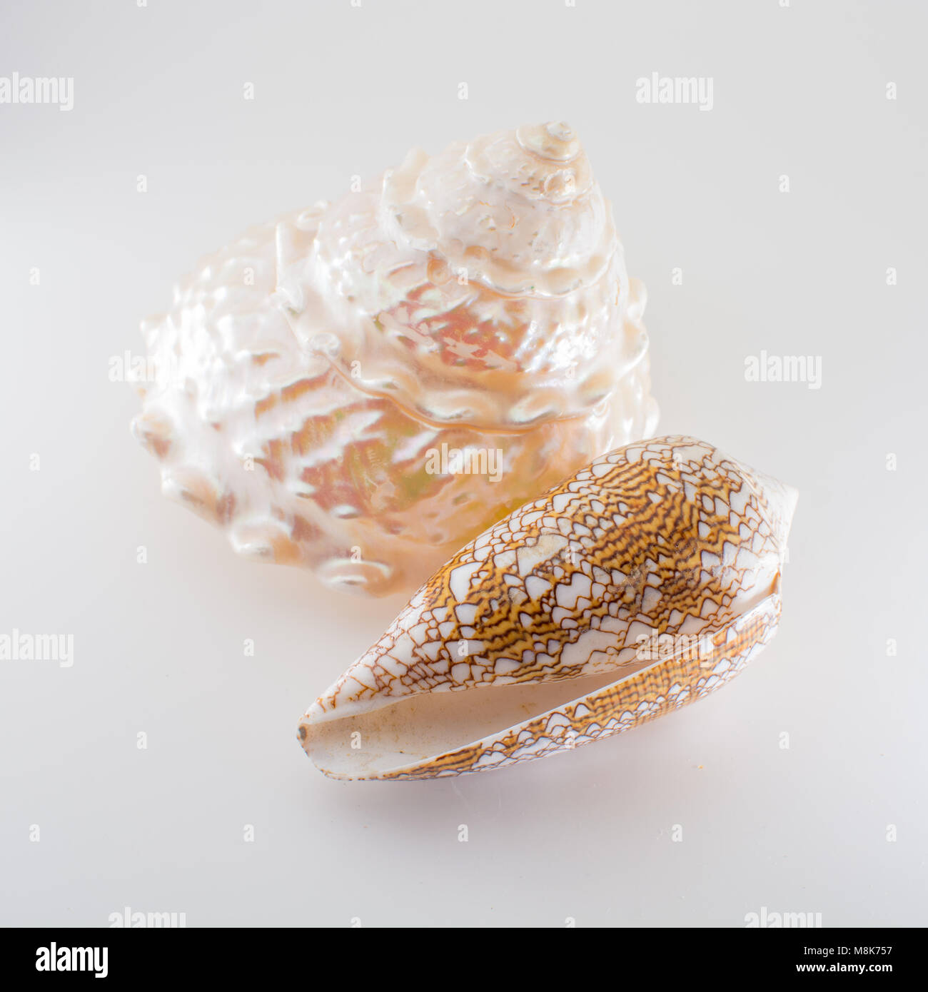 Beautiful tropical sea shells white pearly Trochus Tectus niloticus and Cymbiola nobilis isolated, close up Stock Photo