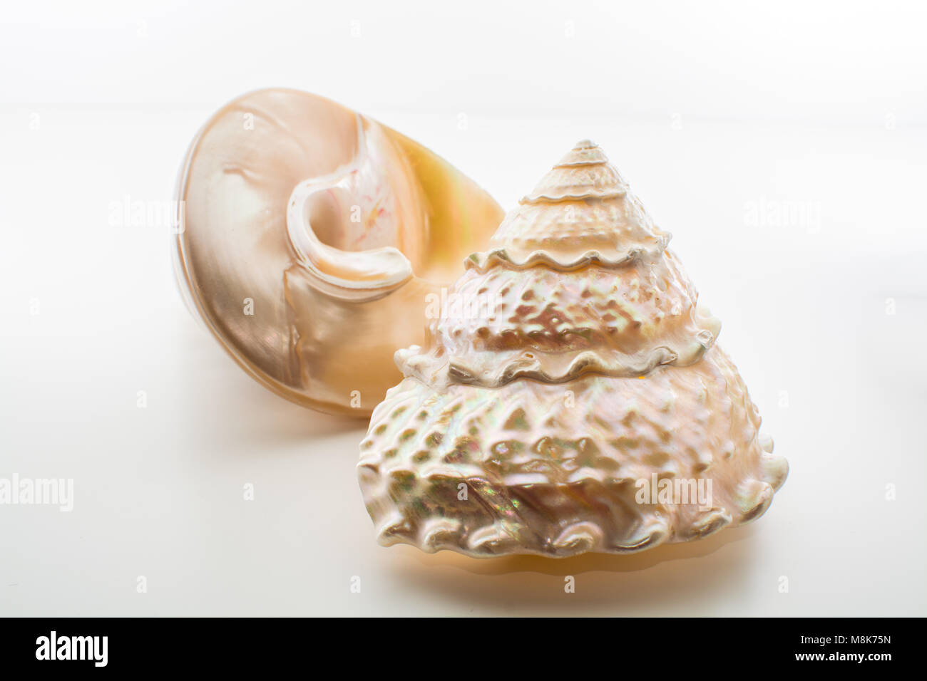 Beautiful tropical sea shells white pearly Trochus Tectus niloticus isolated, close up Stock Photo
