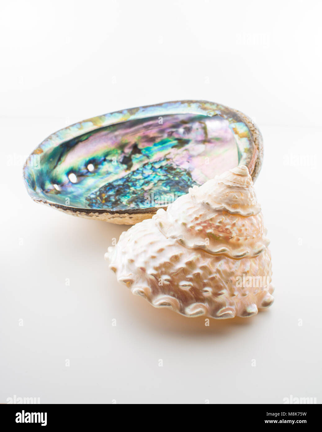 Beautiful tropical sea shells Haliotis discus abalone and pearl Trochus isolated, close up Stock Photo