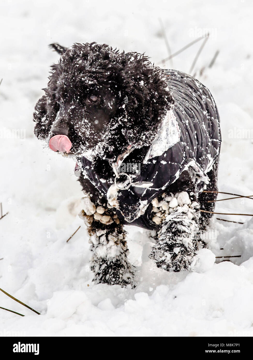 Zara the dog plays in the snow in Chapel-en-le-Frith, Derbyshire, as the wintry snap dubbed the 'mini beast from the east' keeps its grip on the UK. Stock Photo