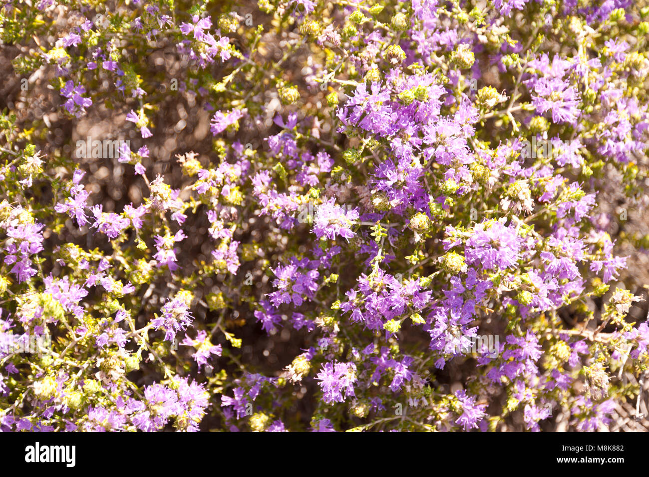 Maquis shrubland hi-res stock photography and images - Alamy