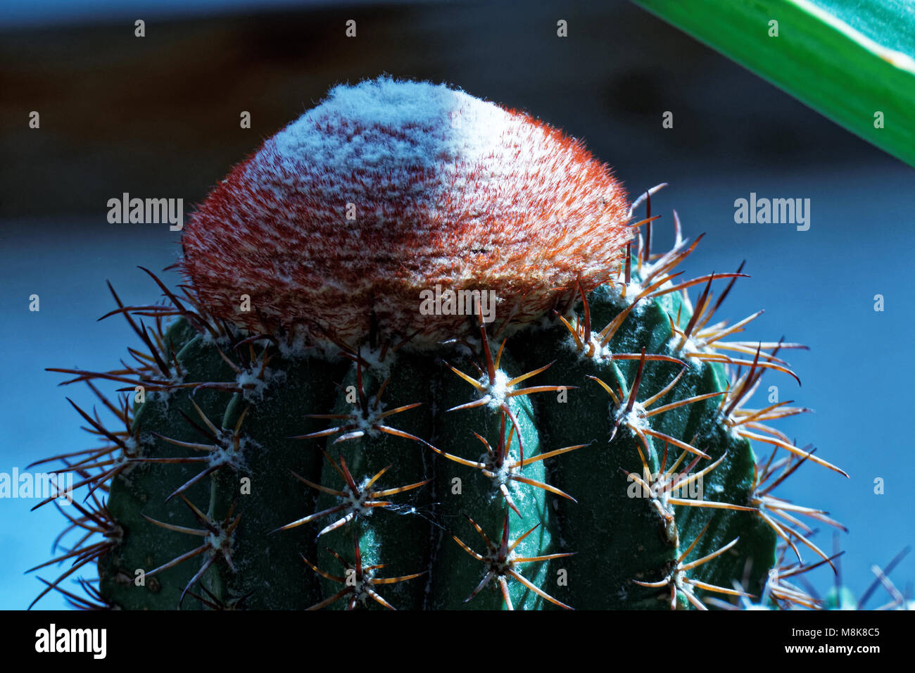 Photo bloom cacti, Melocactus bahiensis Stock Photo