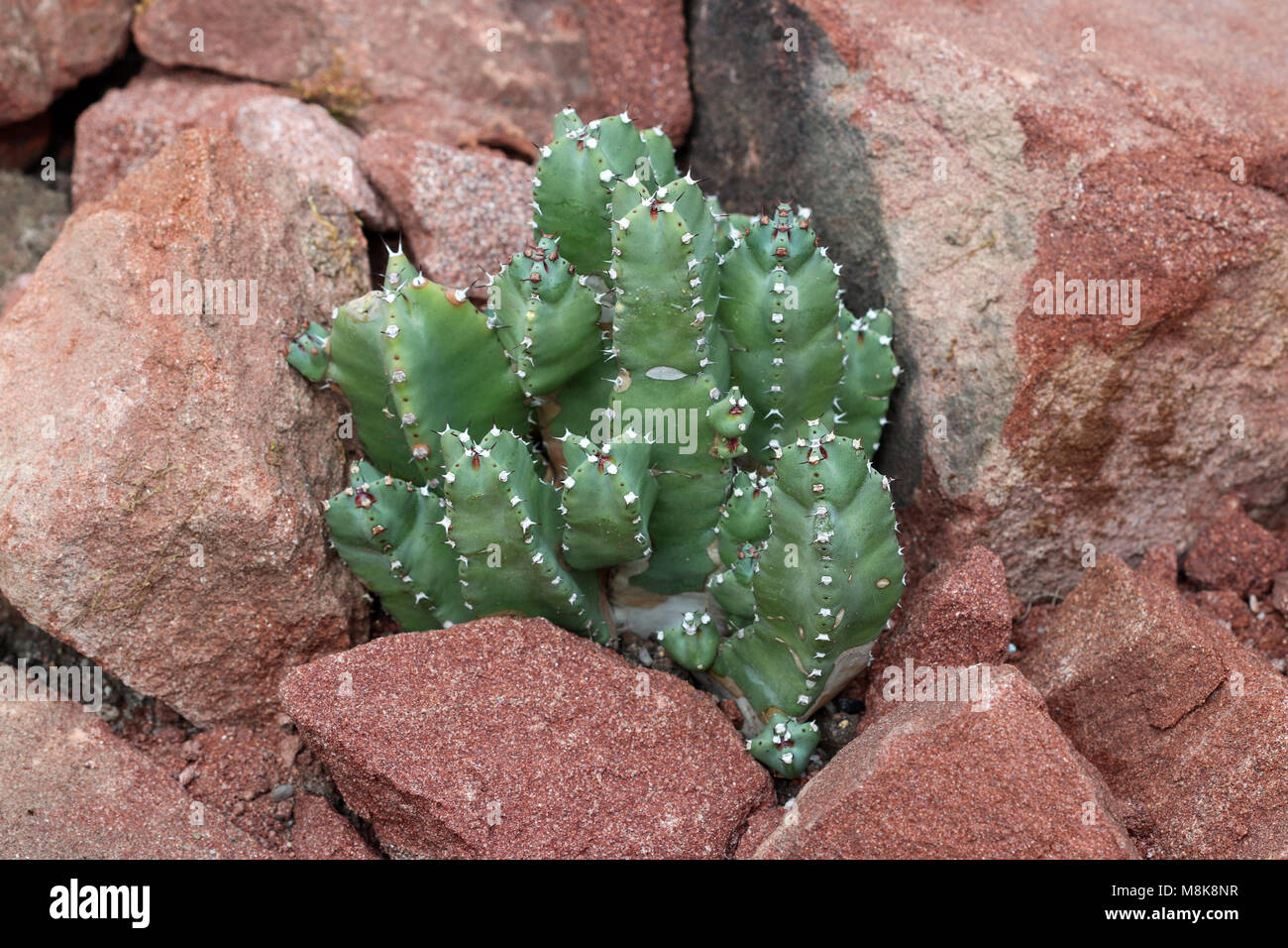 Euphorbia resinifera - Resin spurge - is a species of spurge native to Morocco Stock Photo