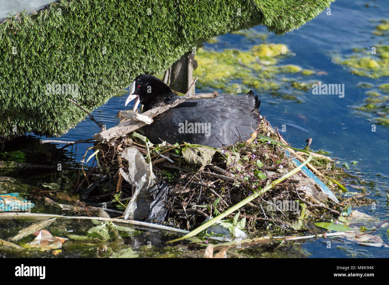 A close up of a single Coot with a stick in it's beak, building a nest with twigs, sticks, lichen, moss and grass on a blurred background of the lake. Stock Photo
