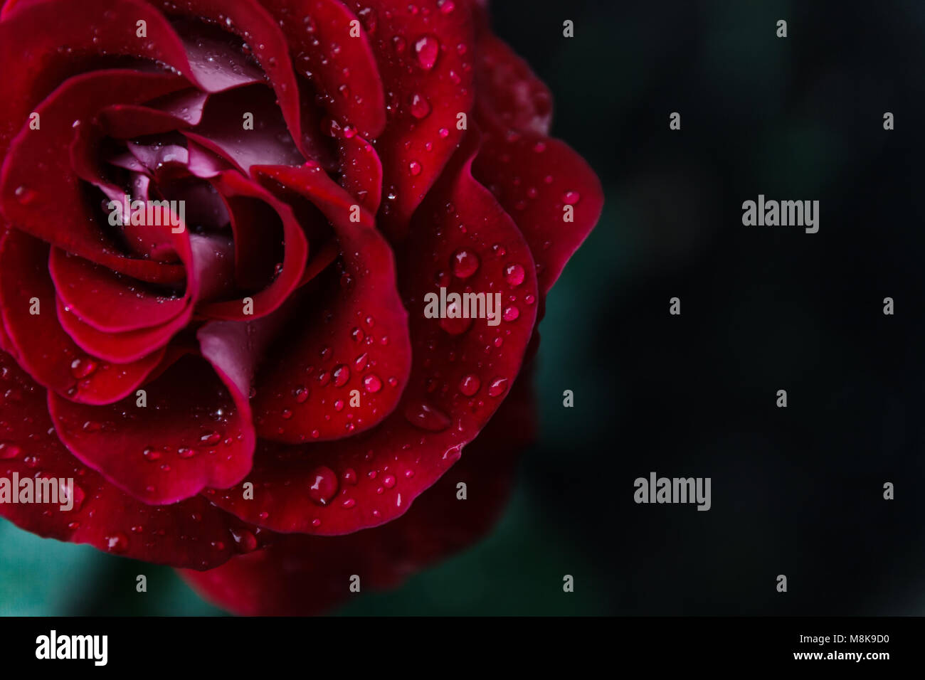 Macro image of dark red rose with water droplets. Extreme close-up with ...