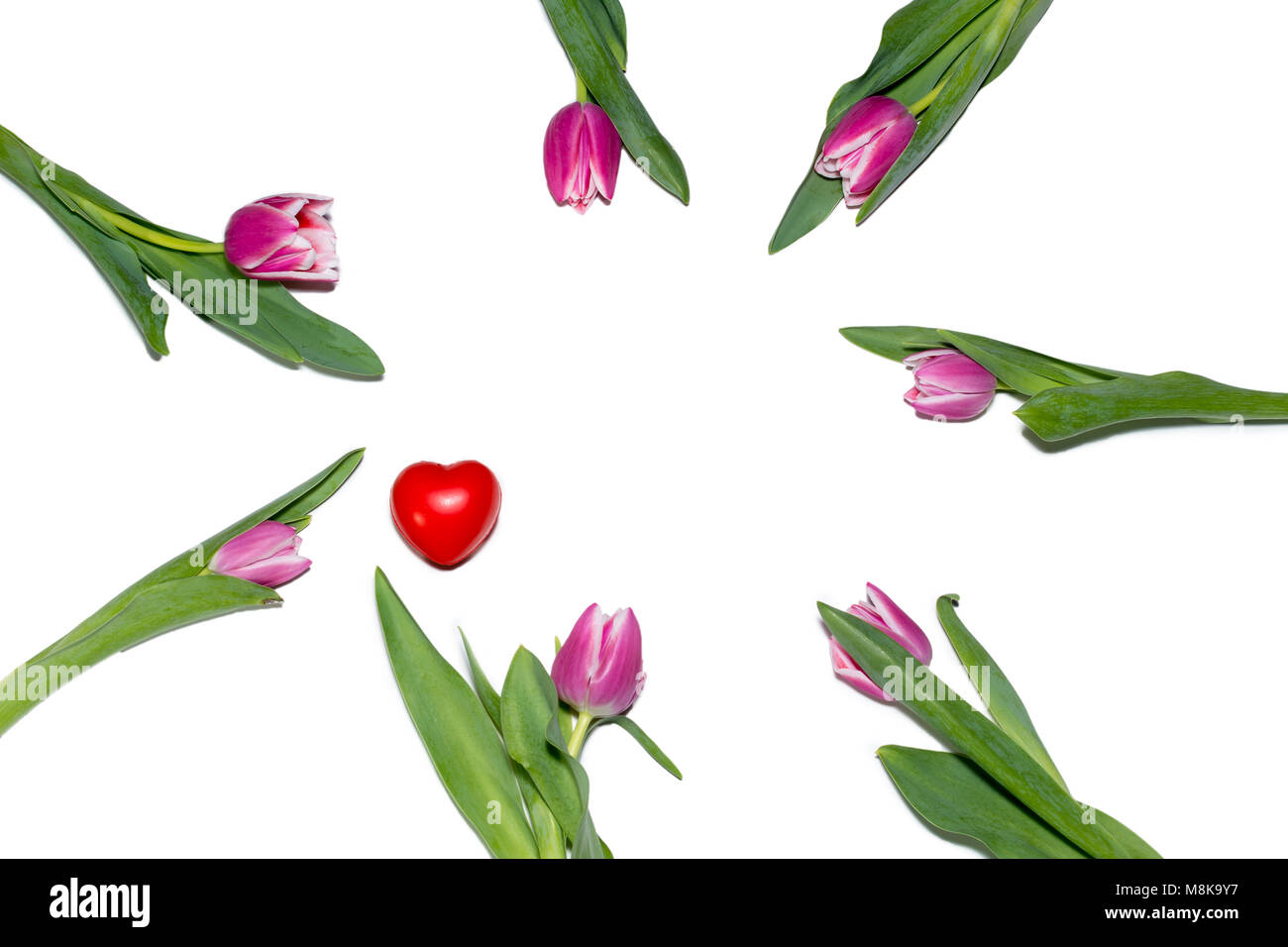 Liliac color, light purple tulip arranged in a circle on a white background 8 march love heart Stock Photo