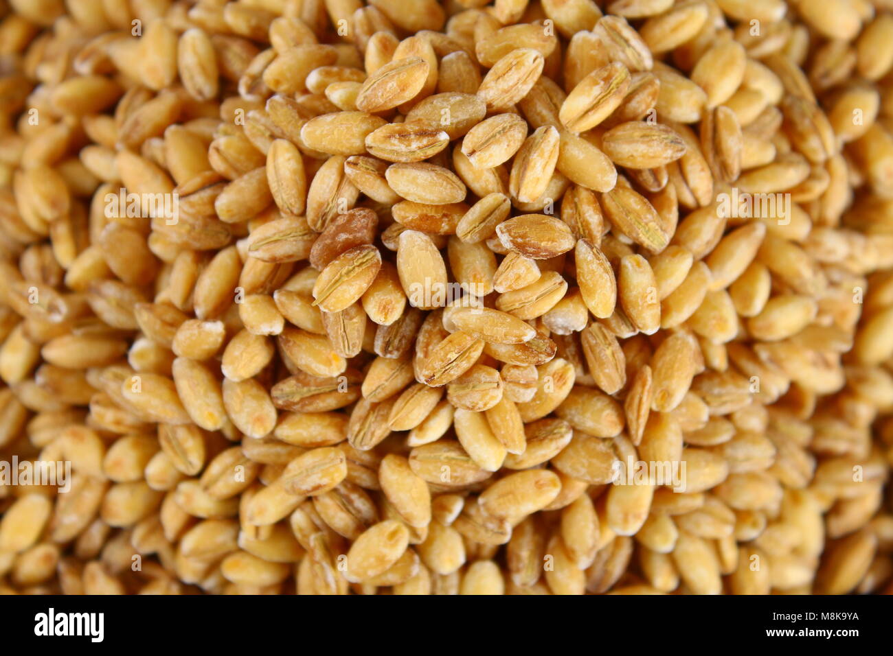 Dry pearl barley close-up, grain grain texture Stock Photo - Alamy