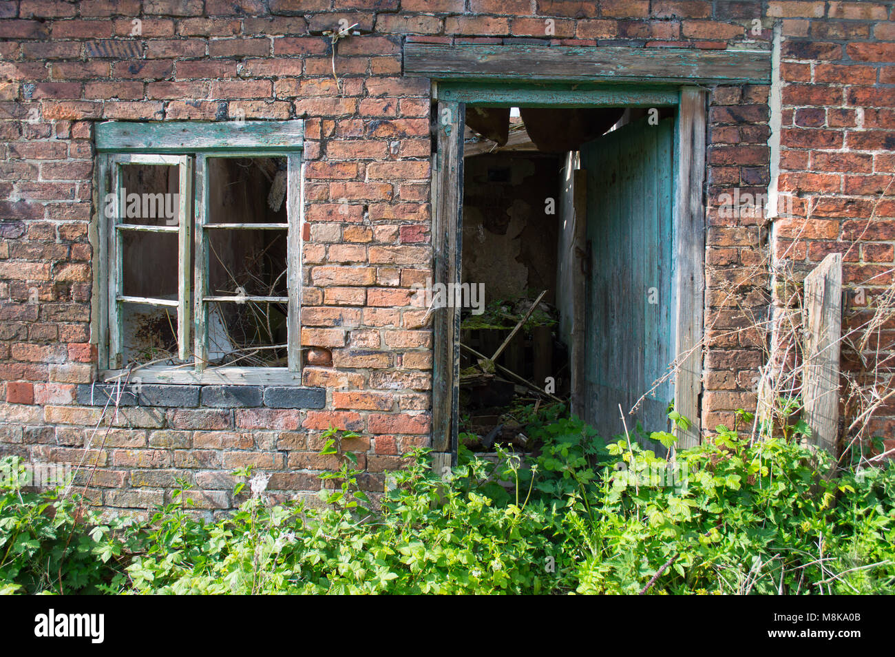 An old derelict, rotted green window and door frame against a red brick wall, with overgrown plants and brambles. Stock Photo