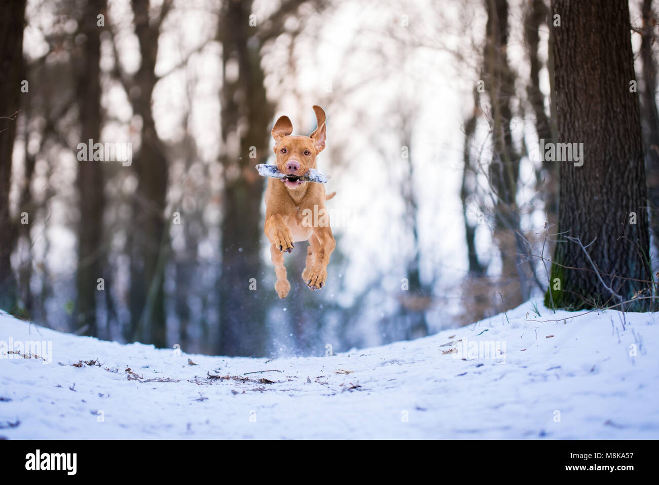 Flying hungarian vizsla pointer dog on snow Stock Photo
