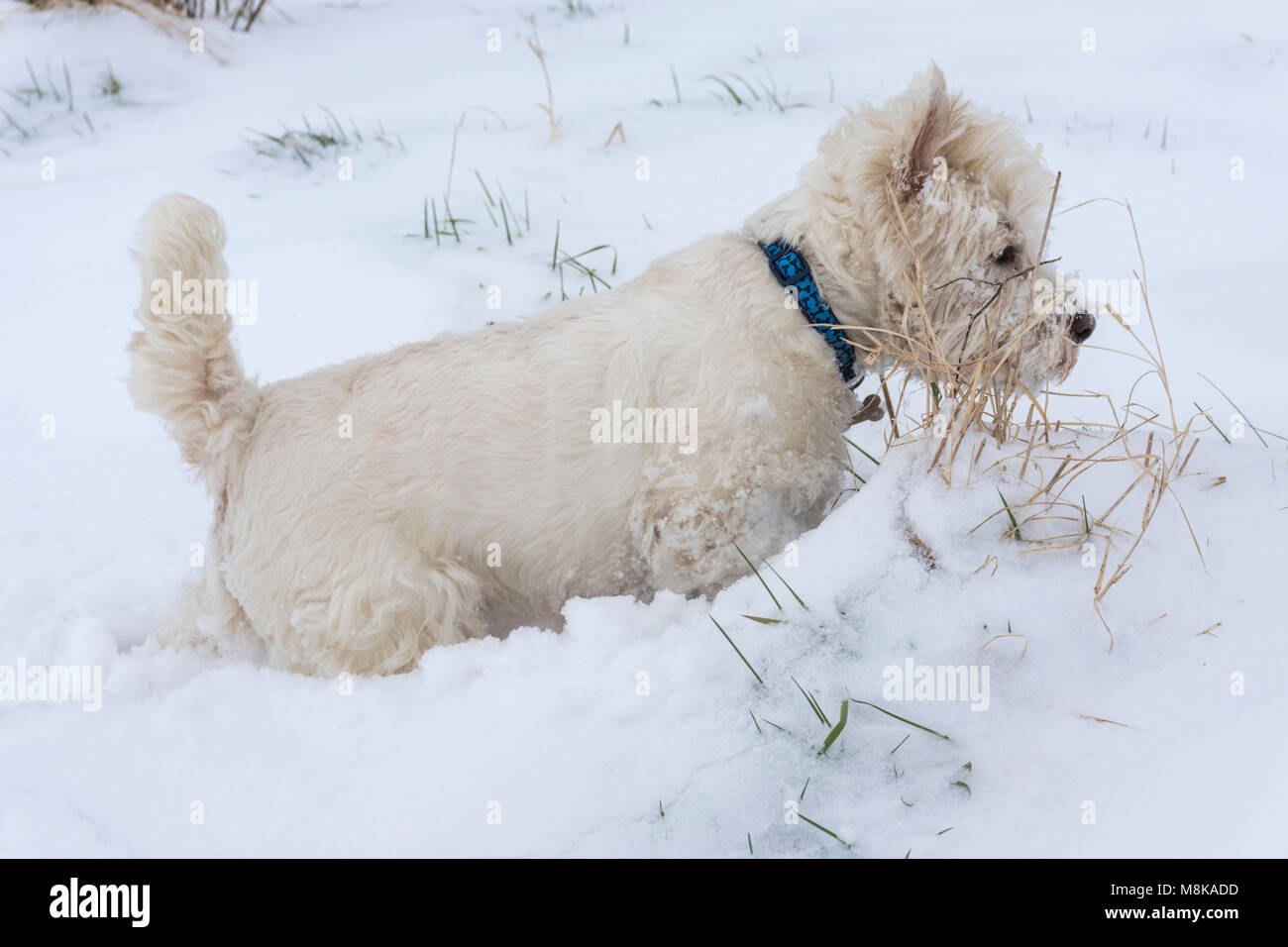 West highland white terrier (Westie) having fun running and hunting in
