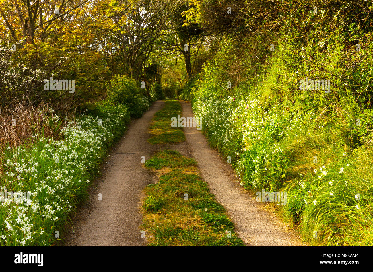 Rural setting near Penberth Cove in Cornwall Stock Photo Alamy