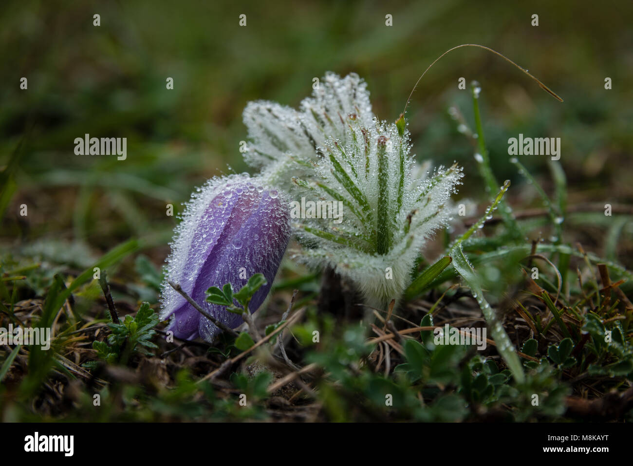 Große Kuhschelle im Herbst Stock Photo