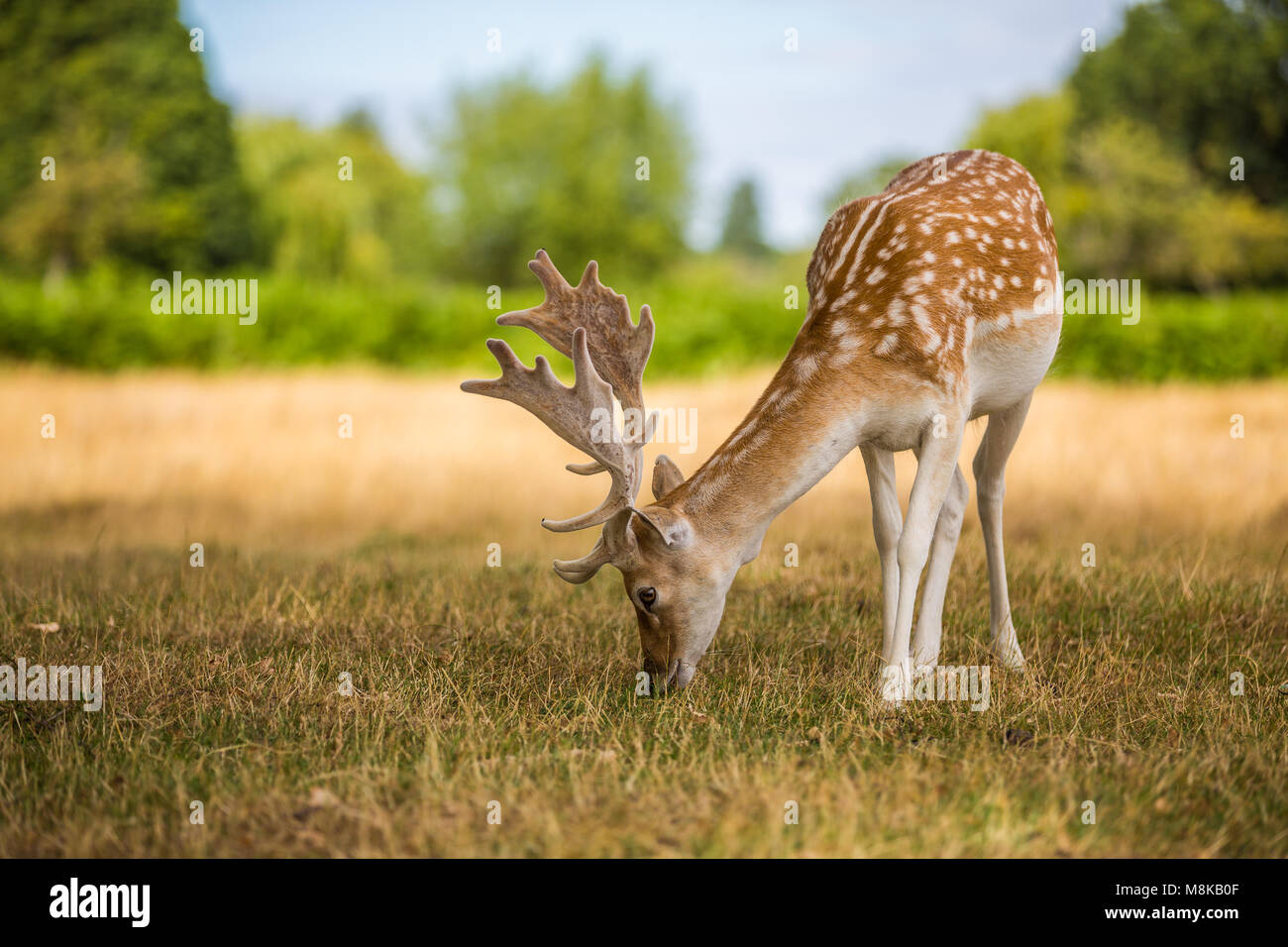 Fallow deer eating some grass on a summers day in Bushy park in the United Kingdom Stock Photo