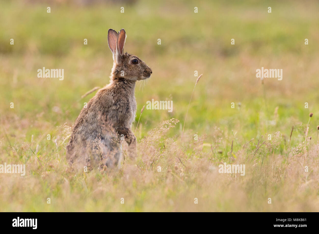Rabbit stood up in the grass listening for predators Stock Photo