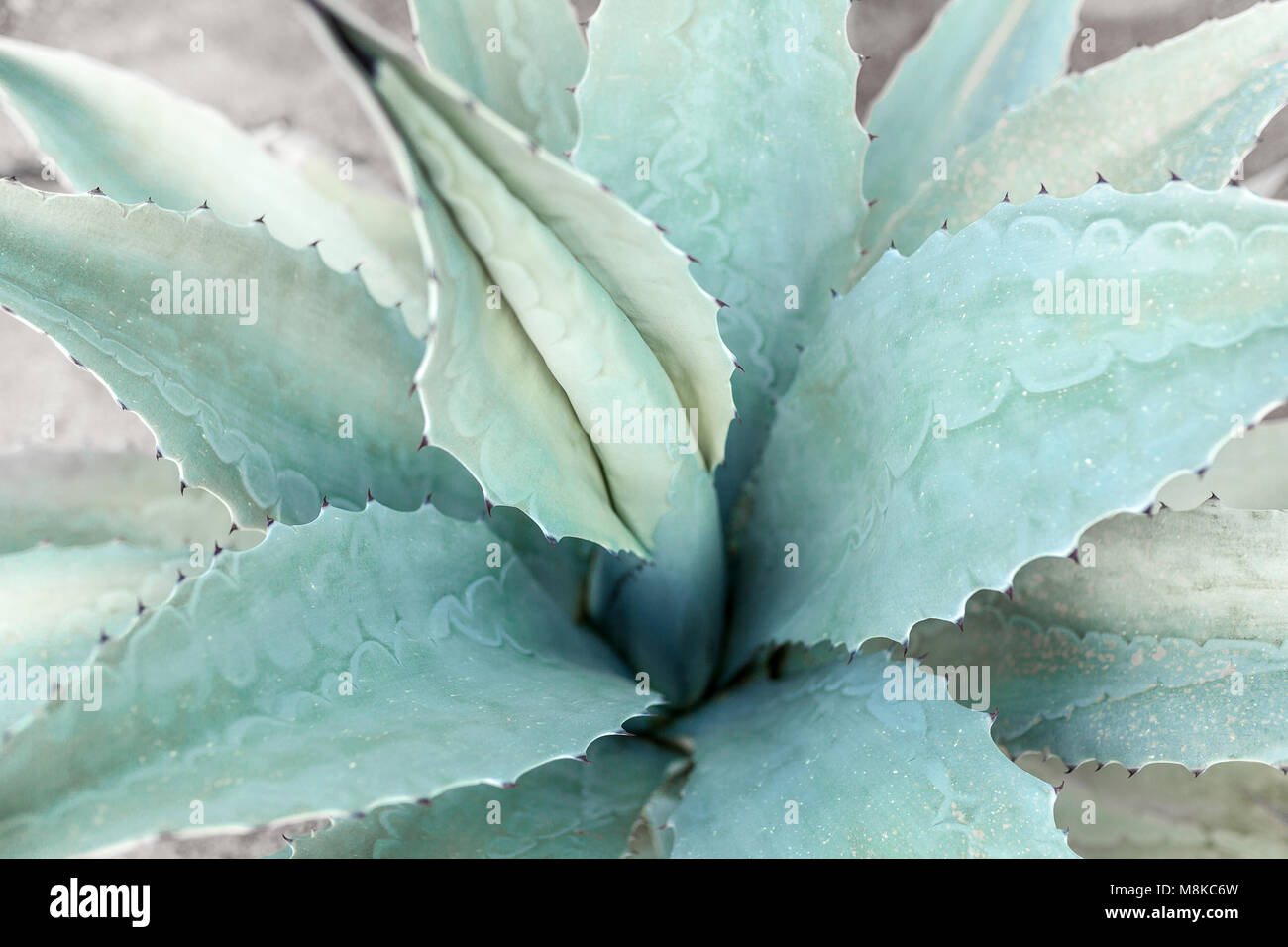 Blue Tequila Agave cactus background close up Stock Photo Alamy