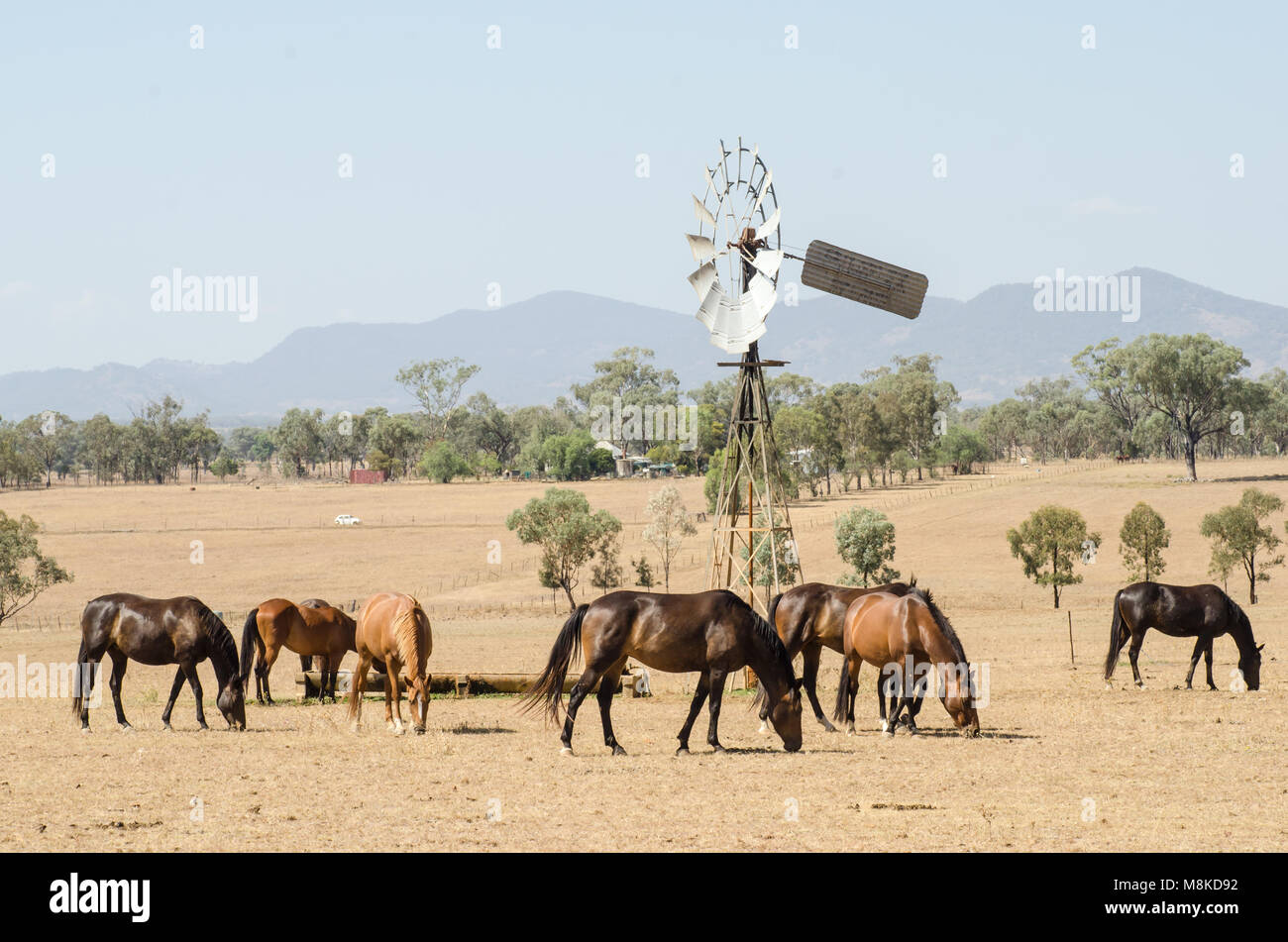 Horses scavenging for feed in drought conditions  around a windmill water trough. Hazy sky from nearby bush fires, NSW Australia Stock Photo