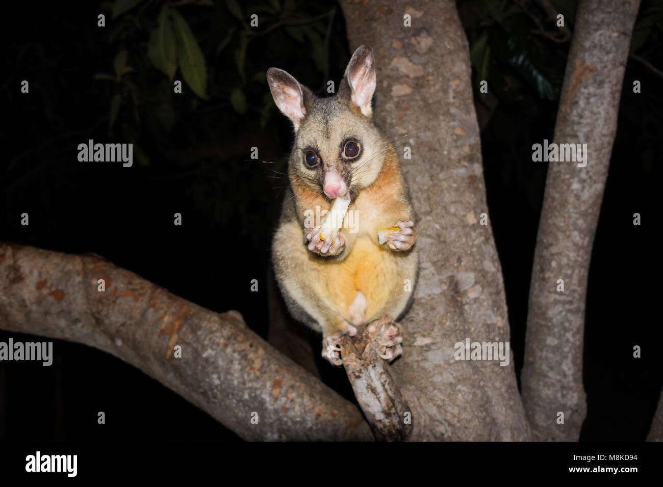 A Common Brushtailed Possum sitting in the fork of a tree eating a ... Biology Diagrams