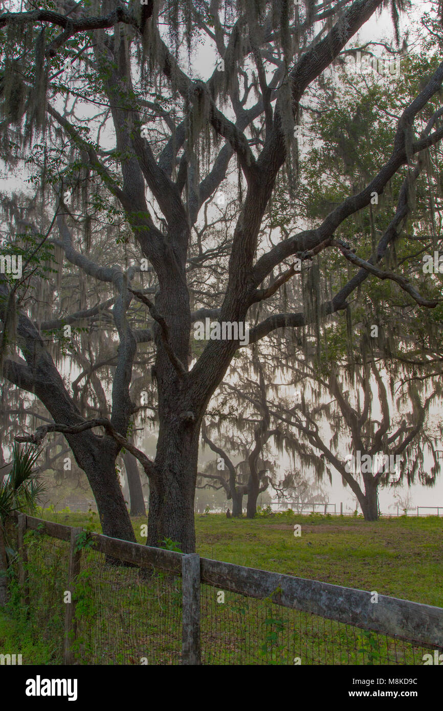A ranch with tress draped in spanish moss, Ocala, Florida Stock Photo