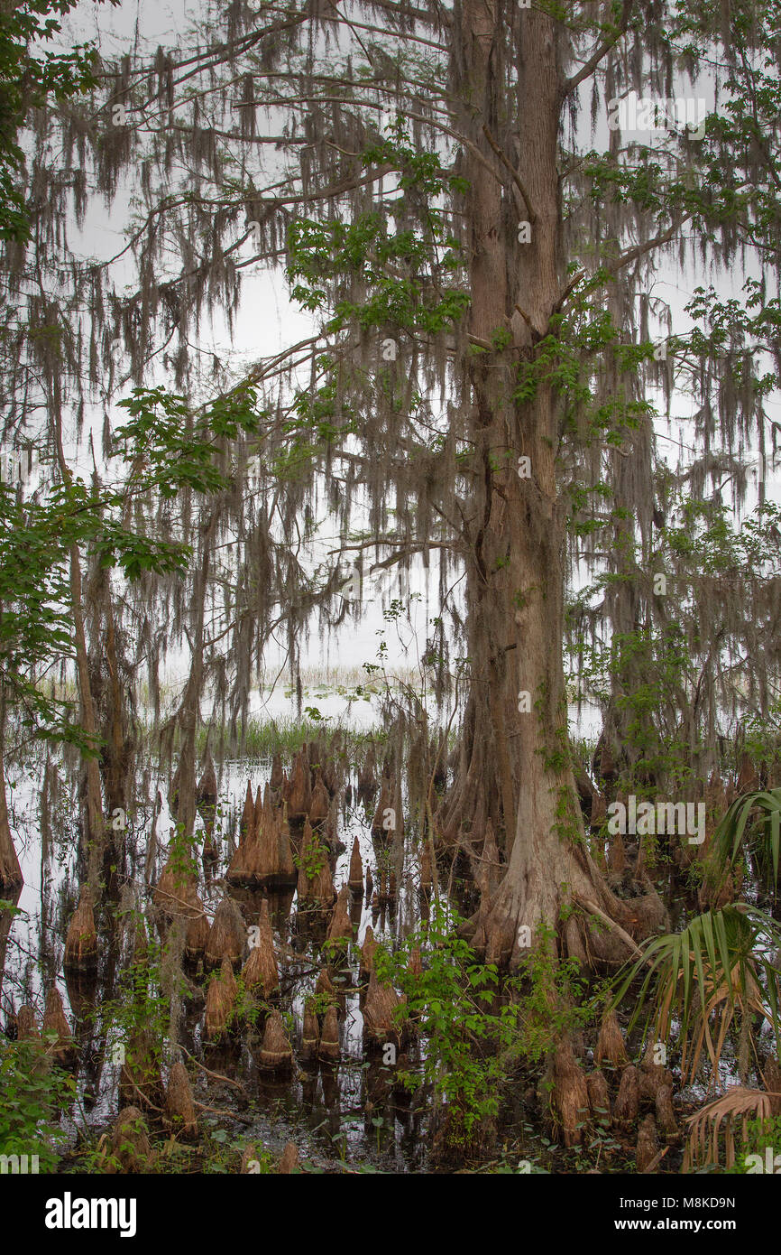 Cypress trees on a foggy morning in central Florida Stock Photo