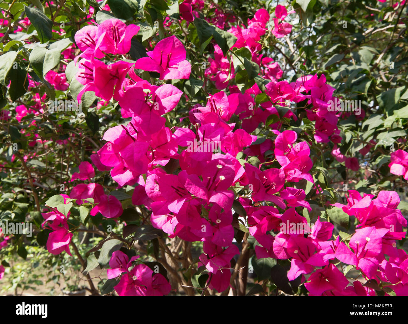 Louis Antoine De Bougainville High Resolution Stock Photography and