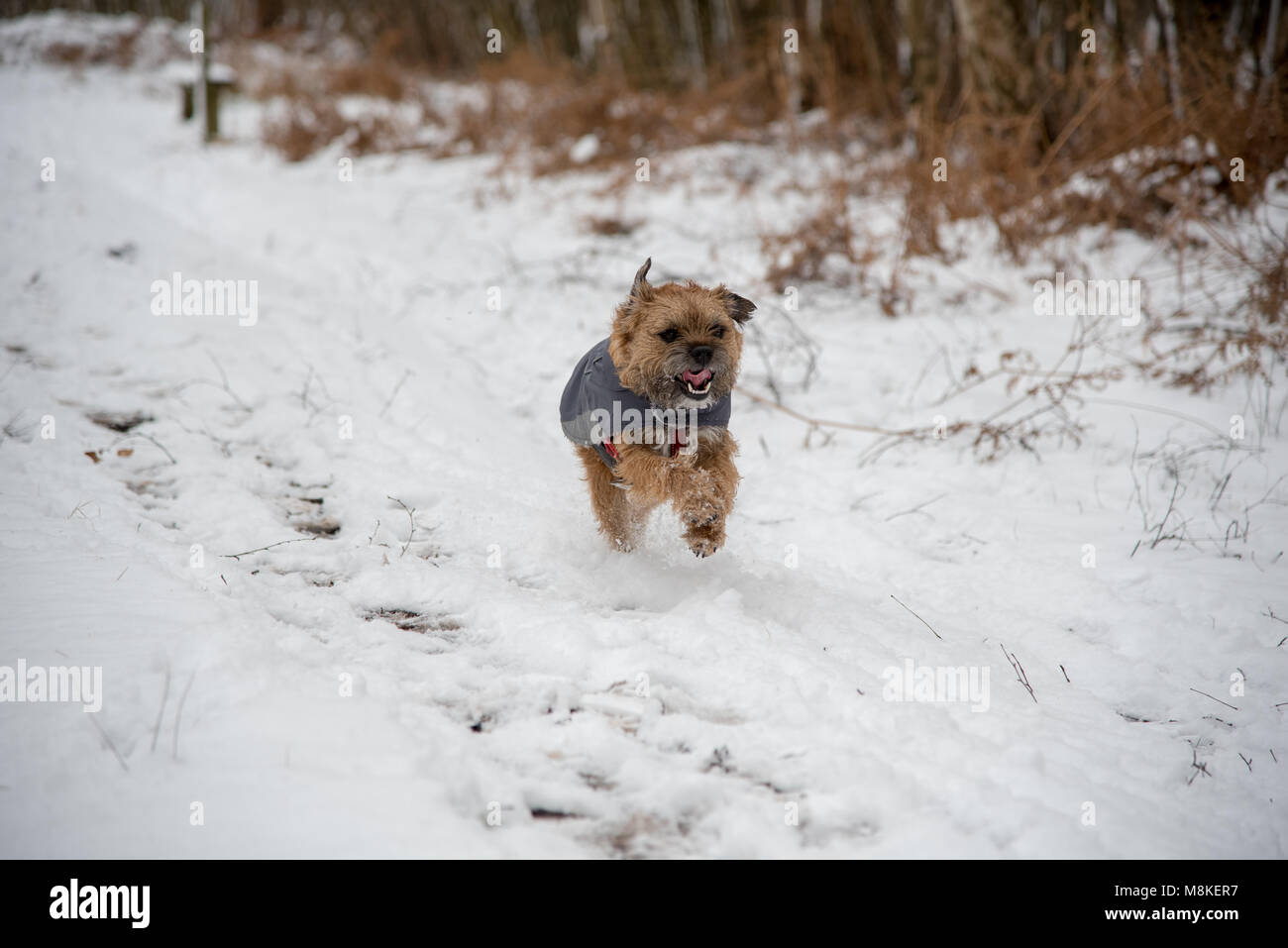 Dog running in snow Stock Photo