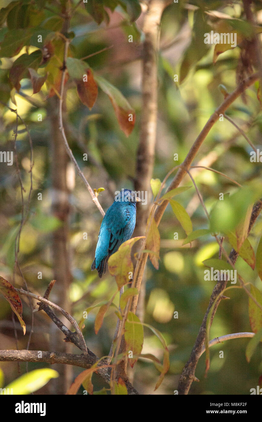 Indigo bunting Passerina cyanea bird forages for food in the bushes and
