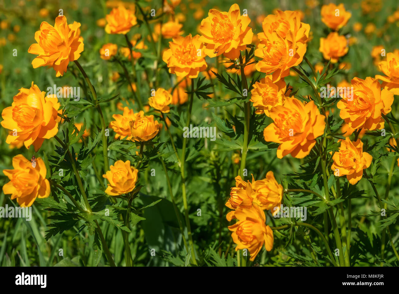 Bright floral background of beautiful orange flowers of Trollius asiaticus on green meadow Stock Photo