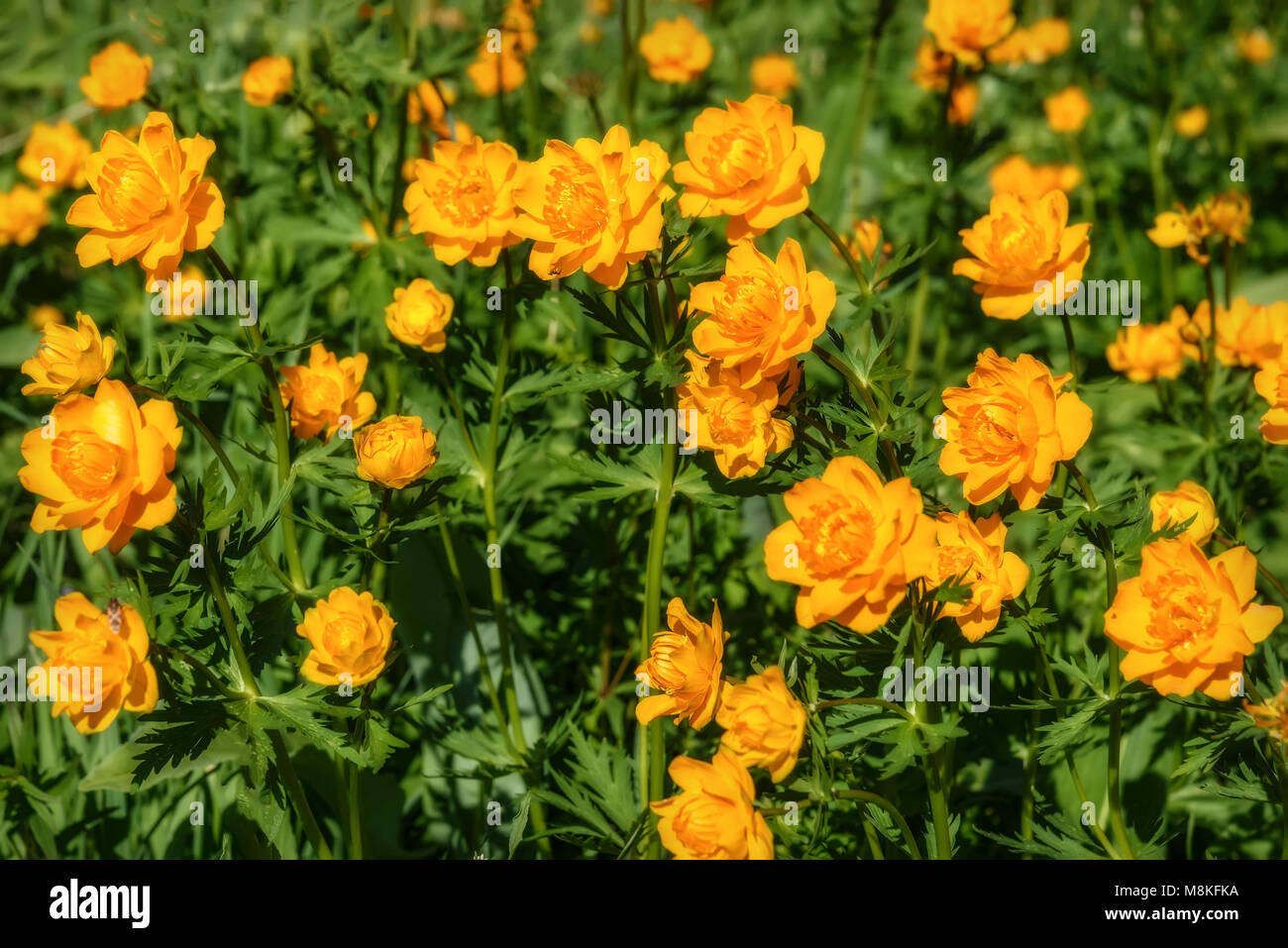 Bright floral background of beautiful orange flowers of Trollius asiaticus on green meadow Stock Photo