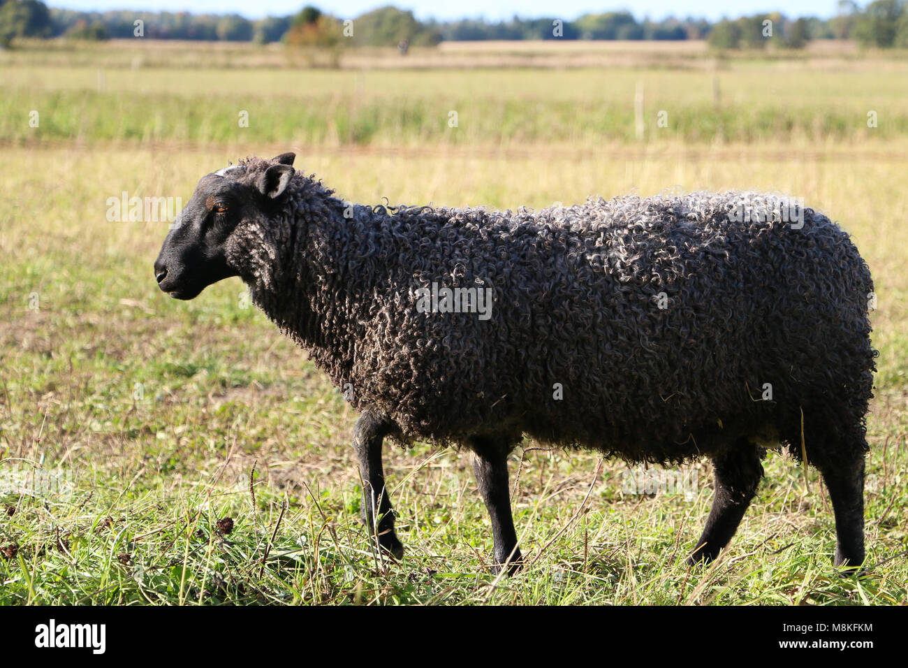 Swedish landrace lamb Stock Photo Alamy