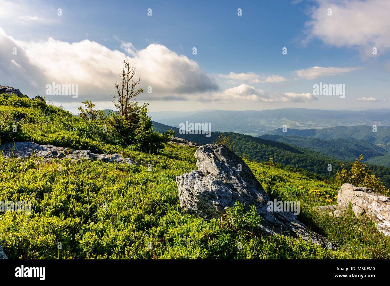 small spruce tree at the top of a hill. beautiful landscape with boulders on grassy hillside on a cloudy summer day Stock Photo
