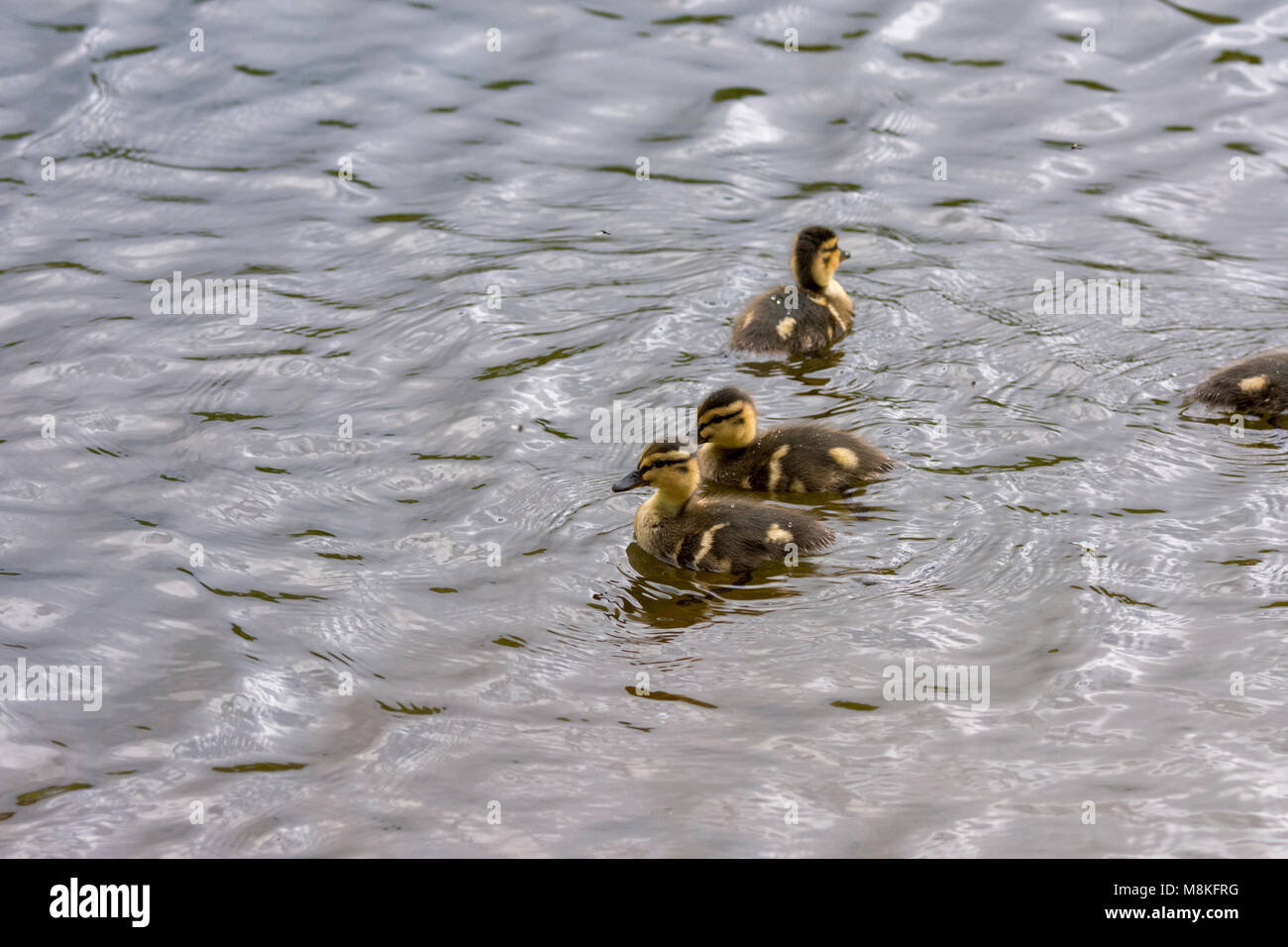 duck family in Harstad at Lofoten in Norway Stock Photo Alamy