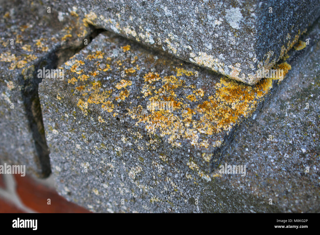 Yellow orange crustose lichens on grey stone still Stock Photo